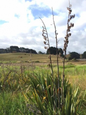 Entabeni, Raglan